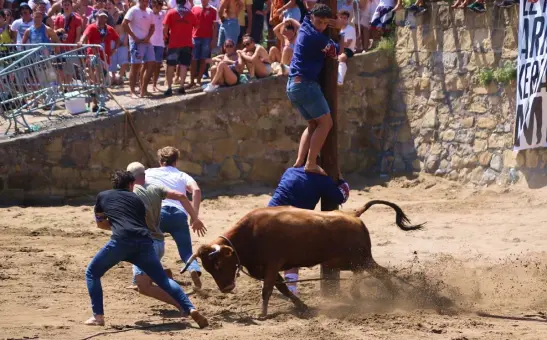 maltrato animal