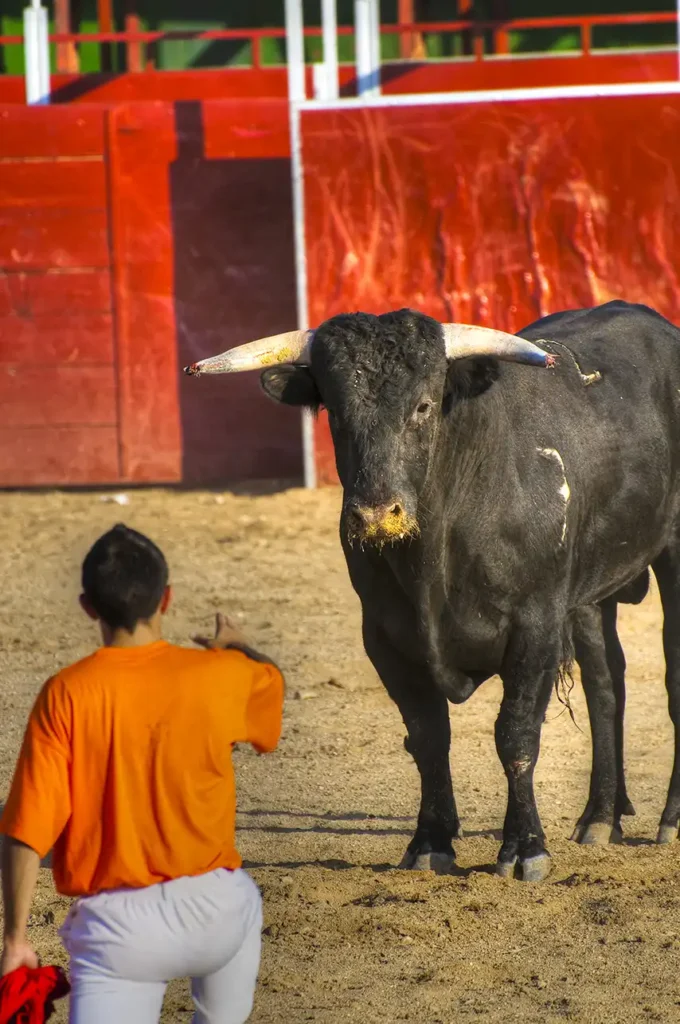 socamuturra toros