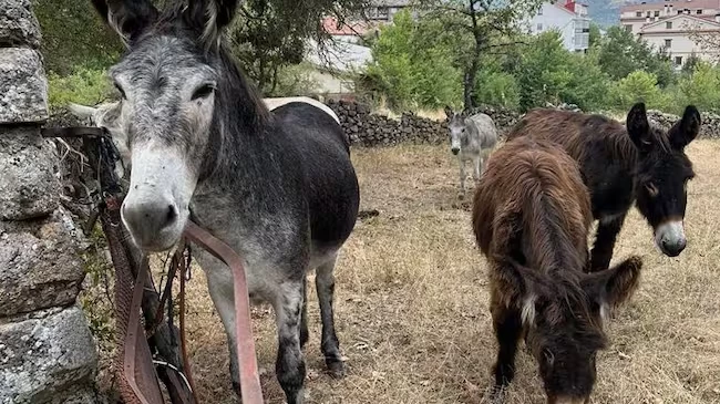 sanción duseños de Asto Probak